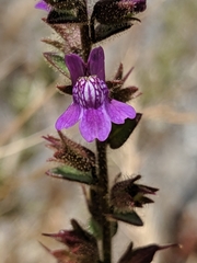 Sairocarpus nuttallianus