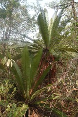 Dioon edule
