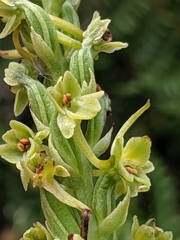 Platanthera michaelii