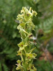 Platanthera michaelii