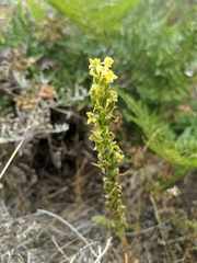 Platanthera michaelii