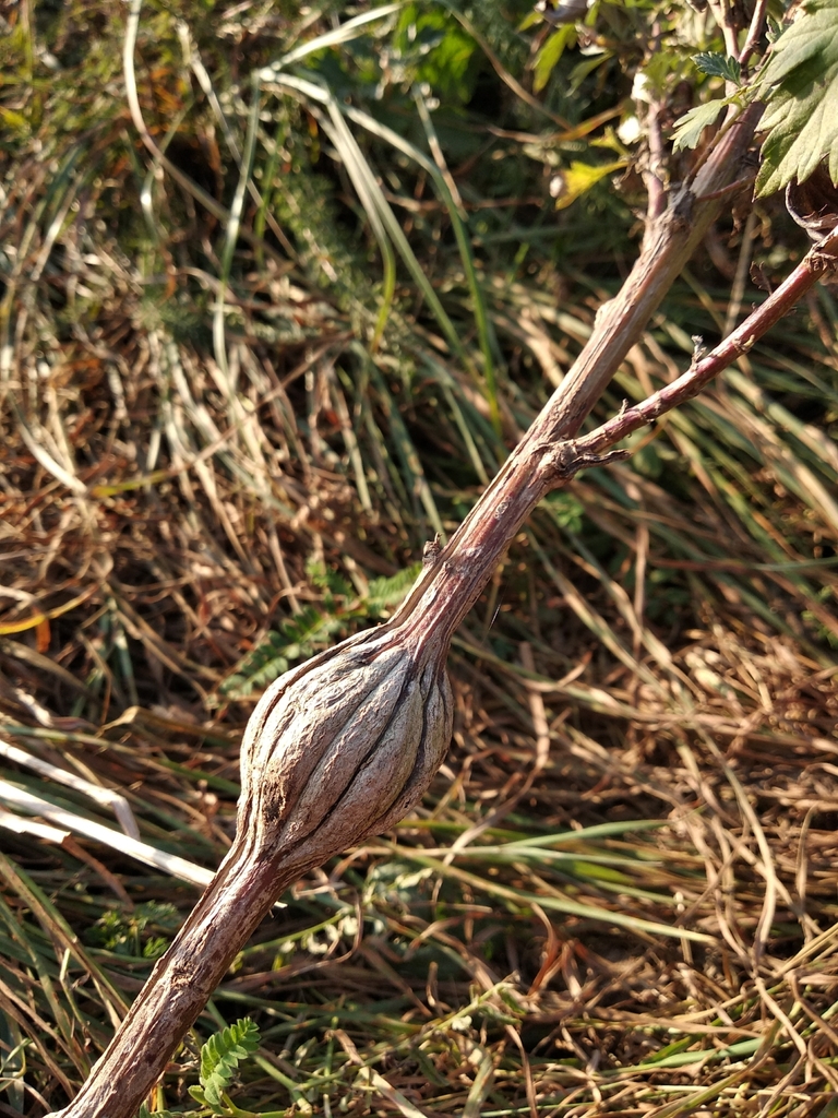 Scrobipalpula artemisiella
