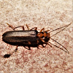 Nacerdes carniolica