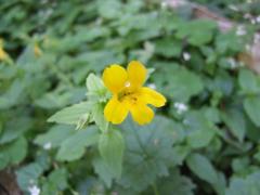 Erythranthe dentata