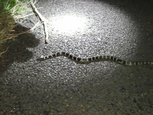 Stephens' Banded Snake sighting