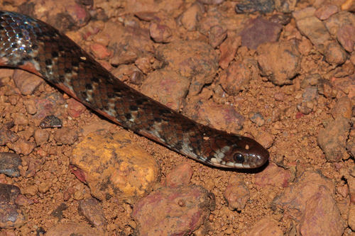 Photo of a Short Ground Snake (Erythrolamprus breviceps)