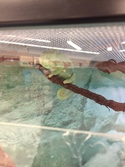 Chamaeleonidae