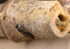 Sapygina decemguttata