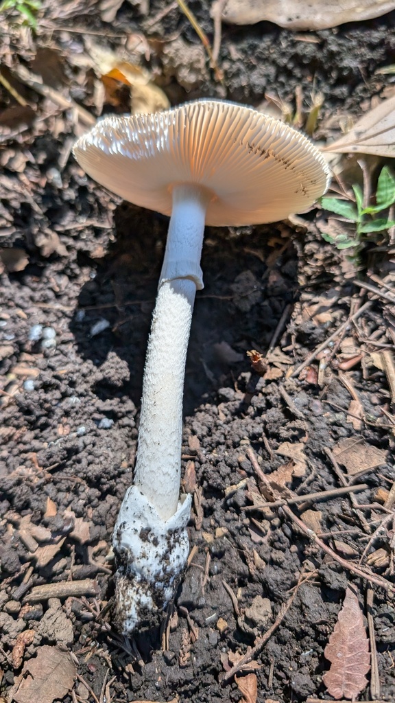 Amanita longistriata · September 2024 · photo: © atsushi_nakajima_cirque (iNaturalist, cc-by)