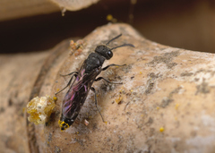 Sapygina decemguttata