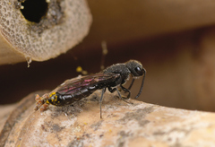 Sapygina decemguttata