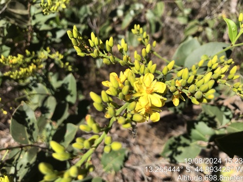 Ouratea elliptica