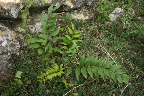 Zamia fischeri, photograph 5