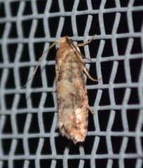 Eucopina tocullionana