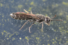 Sapygina decemguttata