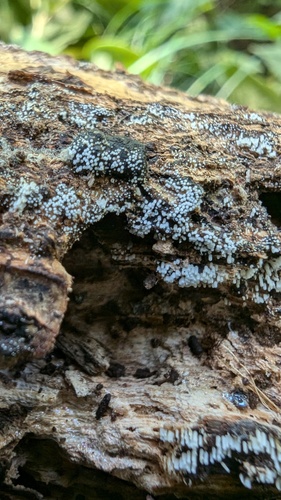 Henningsomyces candidus