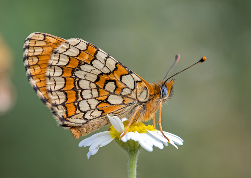 Provençal Fritillary