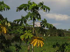 Cecropia latiloba