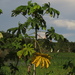 Cecropia latiloba - Photo (c) Renata Xavier, some rights reserved (CC BY-NC), uploaded by Renata Xavier