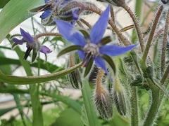 Borago