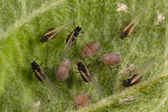 Dysaphis plantaginea