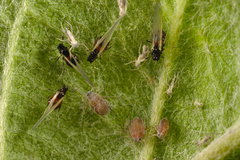 Dysaphis plantaginea