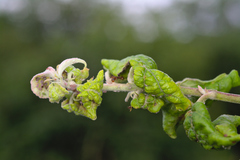 Dysaphis plantaginea