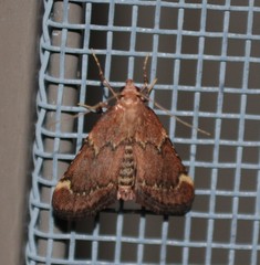 Hypsopygia intermedialis