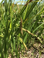 Carex paleacea