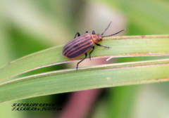 Neolochmaea dilatipennis