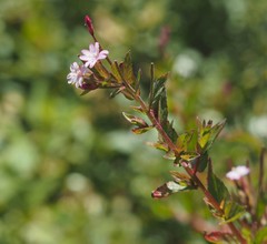 Epilobium ciliatum watsonii