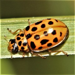 Anisosticta novemdecimpunctata