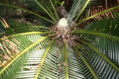 Dioon edule