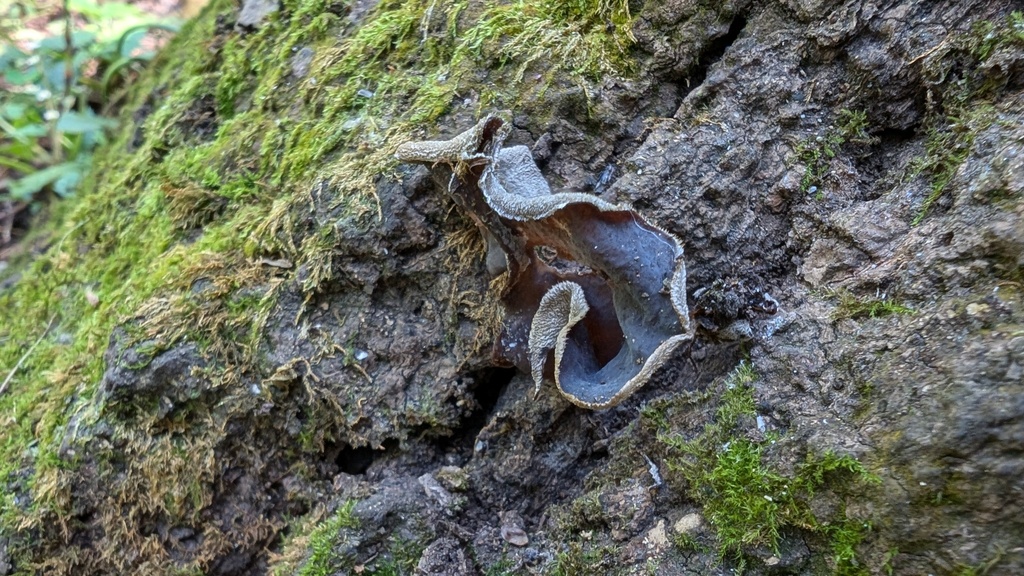 Auricularia polytricha · September 2024 · photo: © atsushi_nakajima_cirque (iNaturalist, cc-by)