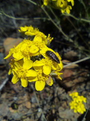 Acmaeodera retifera