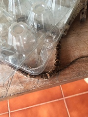 Trimorphodon quadruplex