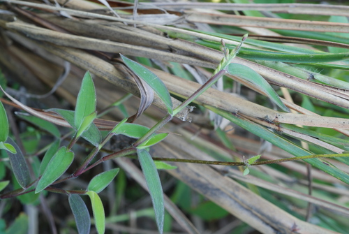 Urochloa villosa iNat (1)