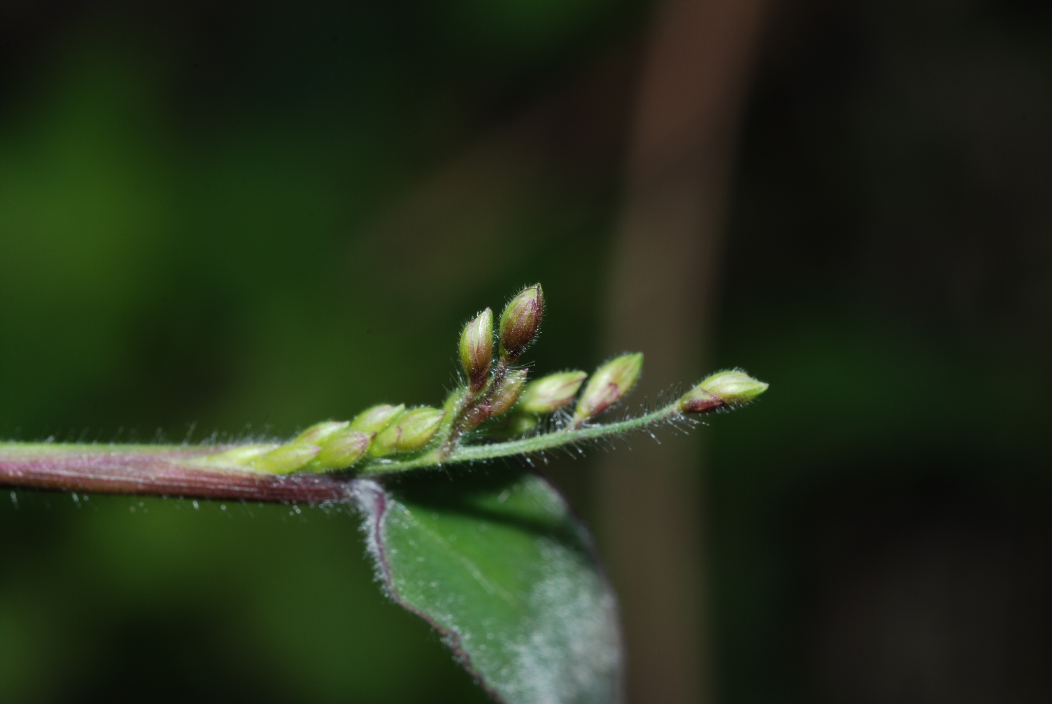 Urochloa villosa
