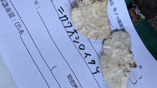 Antrodiella semisupina