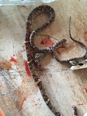 Trimorphodon quadruplex