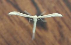 Hellinsia homodactylus