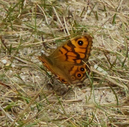 Lasiommata megera