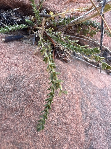 Image of Ivesia sabulosa by (c) william_hoyer, some rights reserved (CC BY)