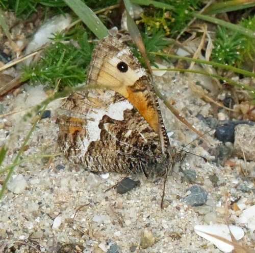 Hipparchia semele