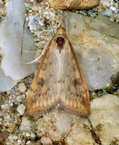 Udea ferrugalis