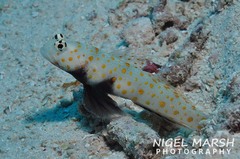 Amblyeleotris guttata