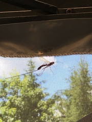 Megarhyssa nortoni