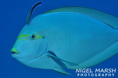 Acanthurus mata