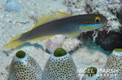 Valenciennea strigata