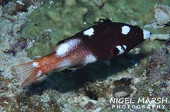 Bodianus axillaris